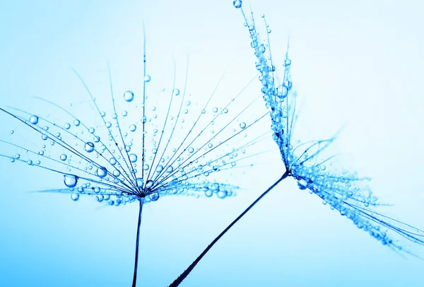 Semi di tarassaco con gocce d'acqua — Foto Stock