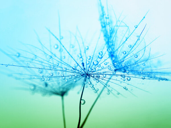 dandelion seeds with water drops