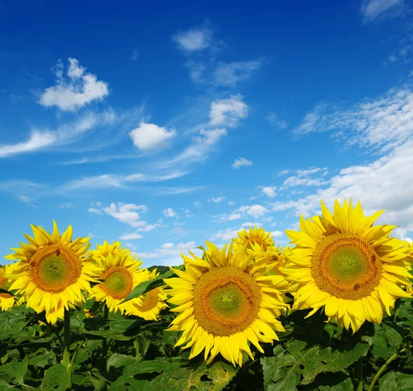 Campo de girasoles en el cielo — Foto de Stock