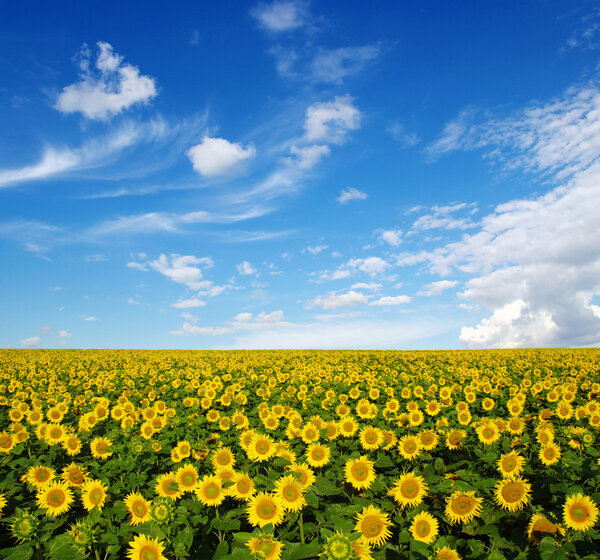 sunflowers field on sky