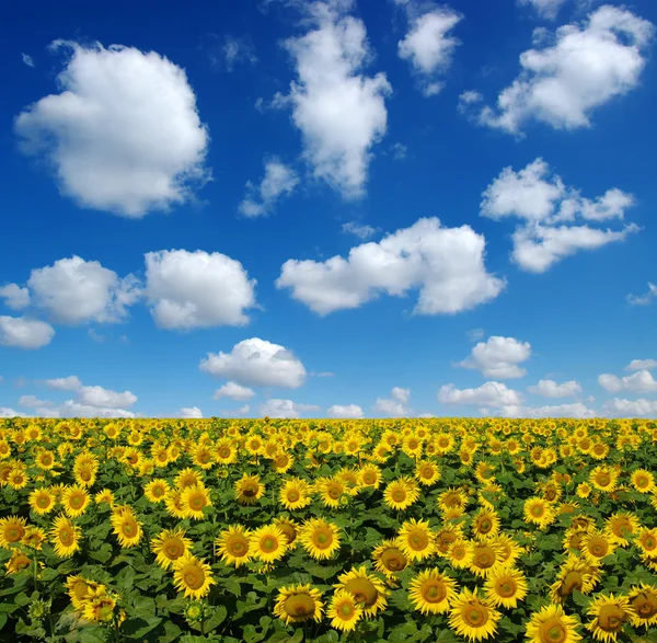 Campo di girasoli su cielo — Foto Stock