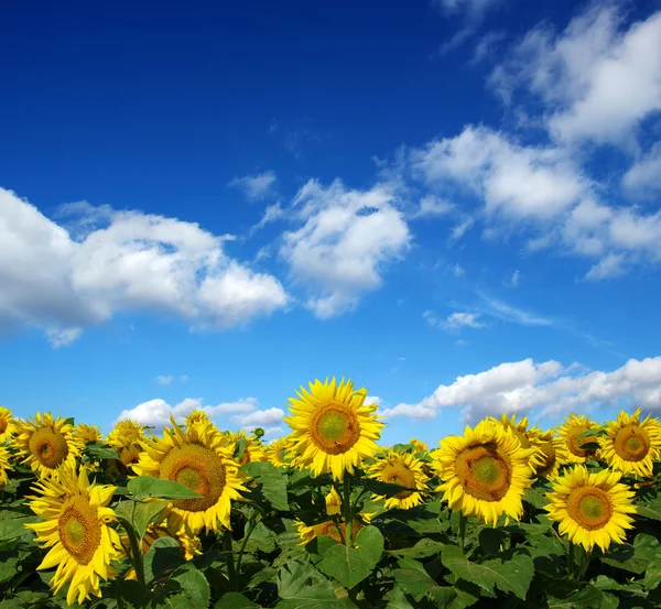 Sonnenblumenfeld am Himmel — Stockfoto