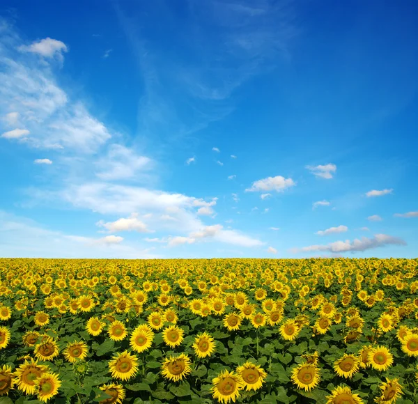 Sonnenblumenfeld am Himmel — Stockfoto