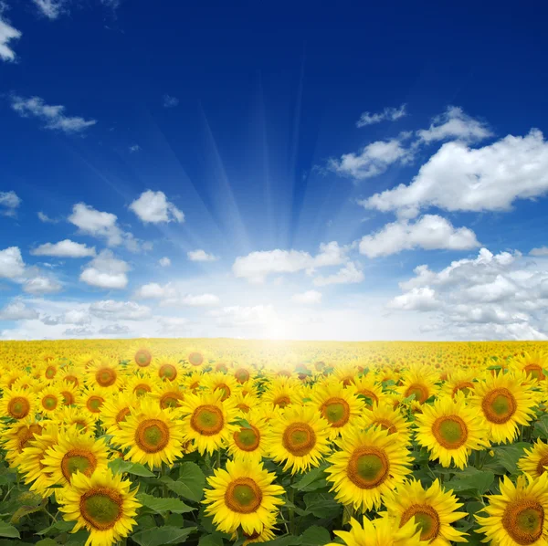 Field of sunflowers — Stock Photo, Image