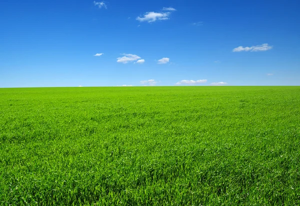 Field of green grass — Stock Photo, Image