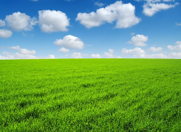 Veld van groen gras — Stockfoto