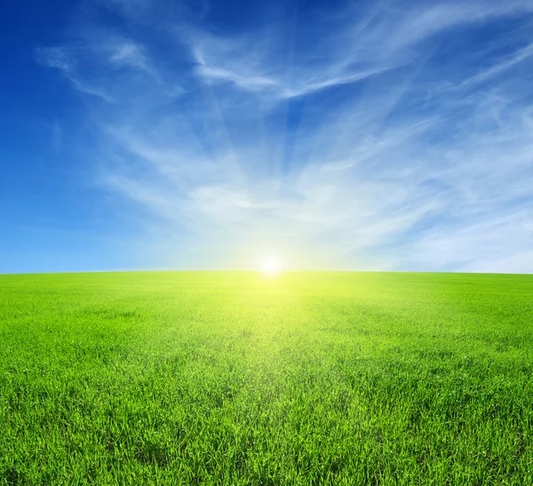 Field and sun — Stock Photo, Image