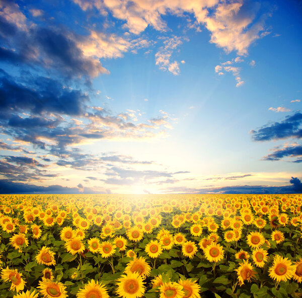 field of sunflowers 