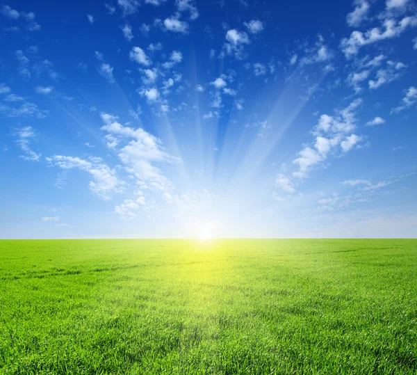 Field and sun — Stock Photo, Image