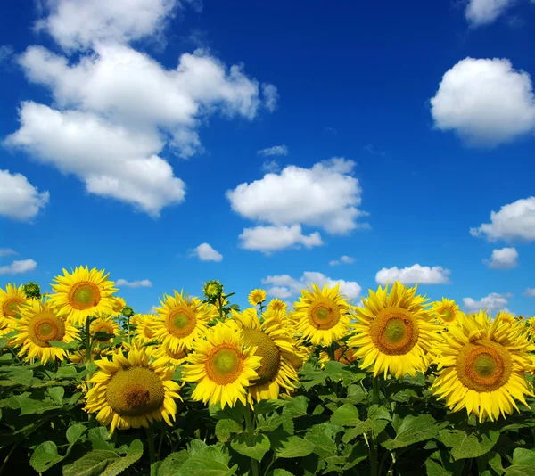 Sunflowers field on sky Royalty Free Stock Images