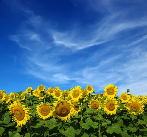 Sunflowers field on sky Stock Image