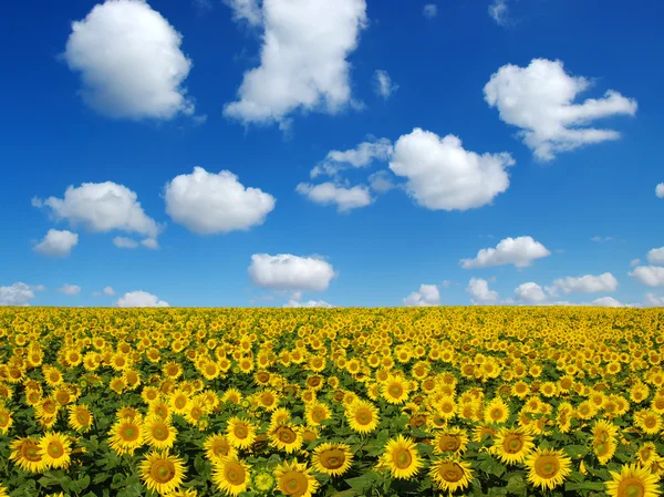 Campo di girasoli su cielo — Foto Stock