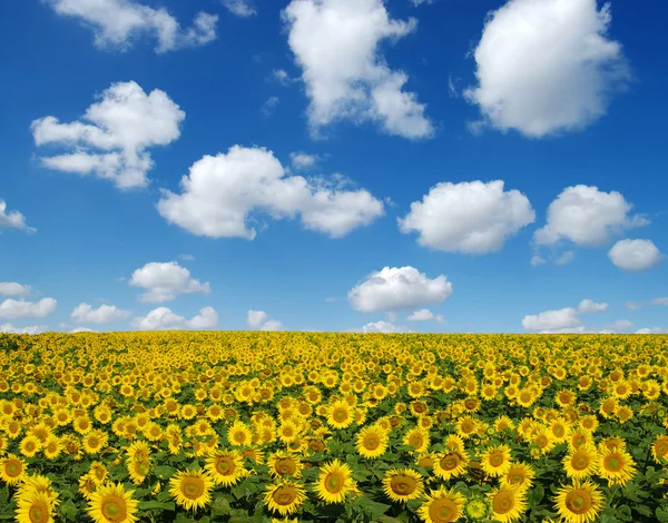 Campo di girasoli su cielo — Foto Stock