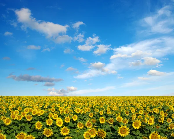 Słoneczniki pole na niebo — Zdjęcie stockowe