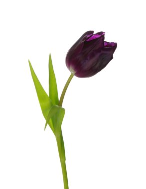 Stüdyo çekim mor Lale