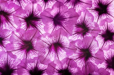 çiçek arka plan bakış