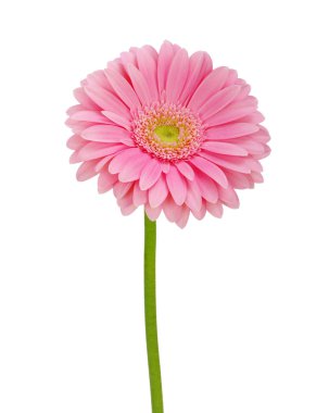 Pembe gerbera beyaza izole edilmiş.