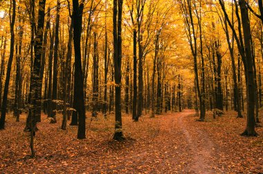 Ormanda sonbahar ağaçları