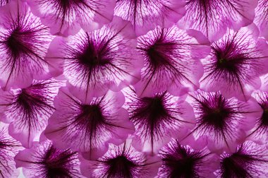 çiçek arka plan bakış