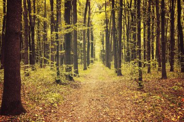 Ormanda sonbahar ağaçları