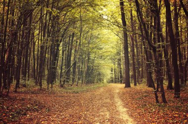 Ormanda sonbahar ağaçları