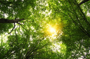 güneş ışığı ile orman