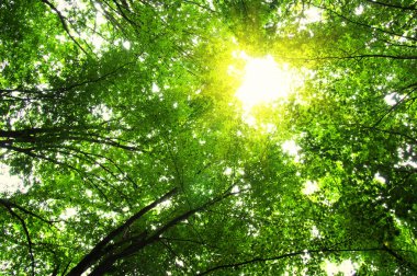 güneş ışığı ile orman