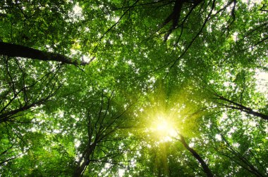 güneş ışığı ile orman