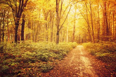 Ormanda sonbahar ağaçları