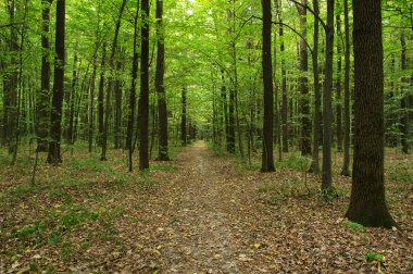 Yeşil ormandaki ağaçlar