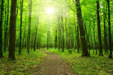 güneş ışığı ile orman