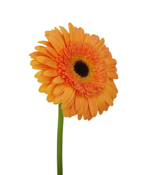 Flower on a white background — Stock Photo, Image