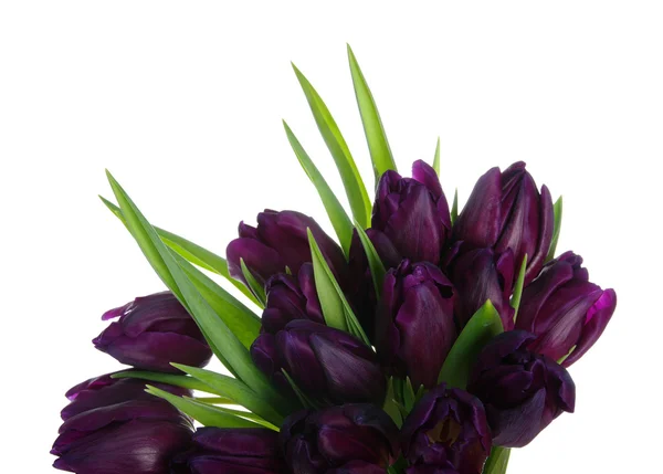 Studio shot van paarse tulp — Stockfoto