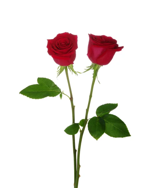 Due rose rosse — Foto Stock