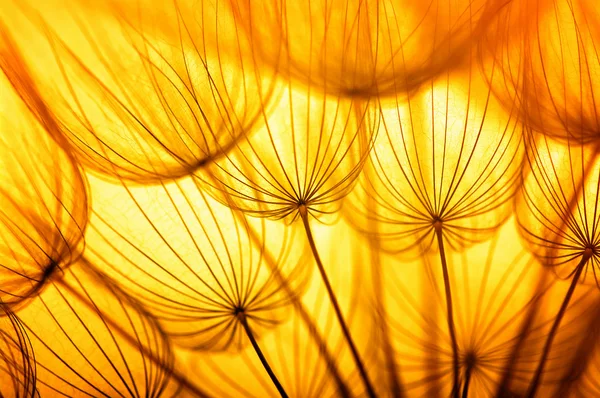 Flor de semente de dente-de-leão — Fotografia de Stock