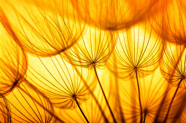 Dandelion seed flower