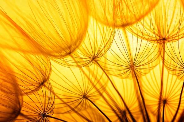 Flor de semente de dente-de-leão — Fotografia de Stock