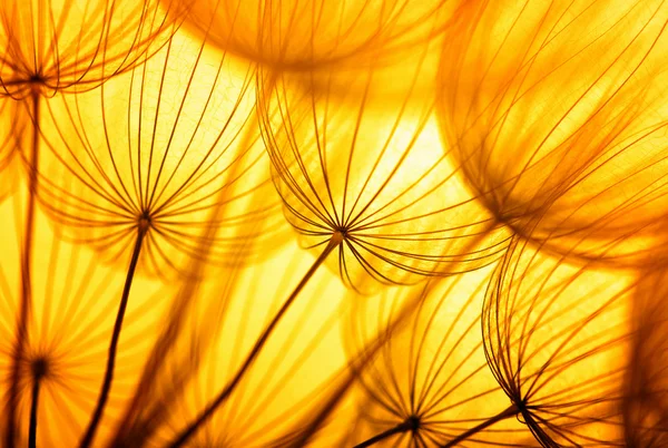 Flor de semente de dente-de-leão — Fotografia de Stock