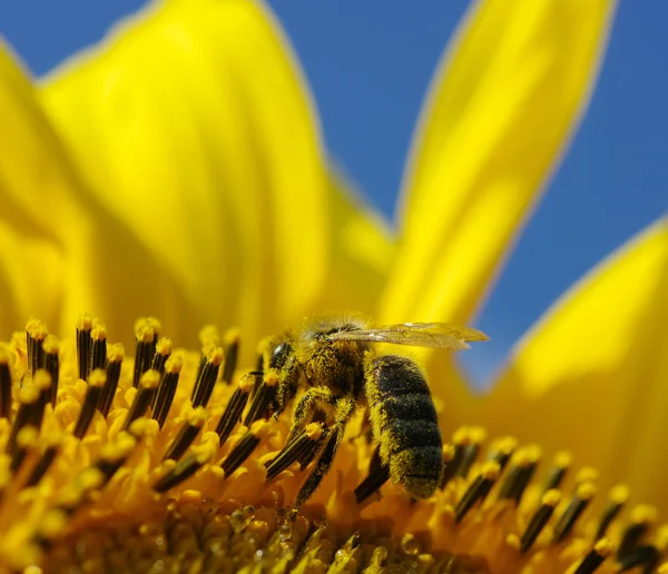 Bee and sunflower — Stock Photo, Image