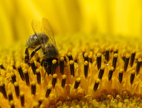 Bee and sunflower — Stock Photo, Image