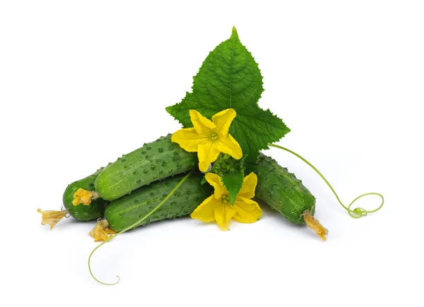 Pepino verde en flor — Foto de Stock