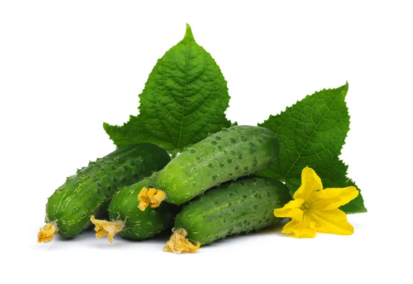 Pepino verde en flor — Foto de Stock