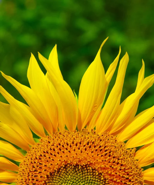 A sunflower on green — Stock Photo, Image