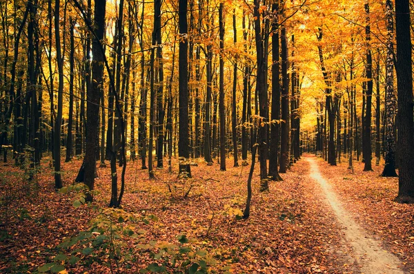 Осенние деревья в лесу — стоковое фото