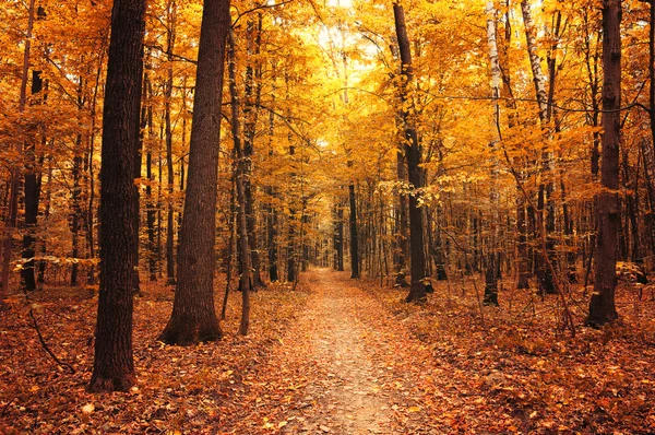 Árboles de otoño en el bosque — Foto de Stock