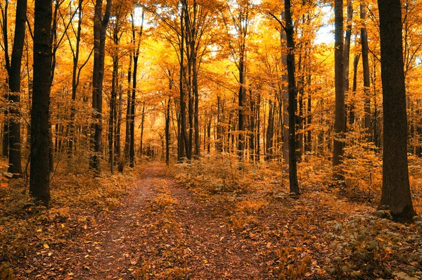 Herbstbäume im Wald — Stockfoto