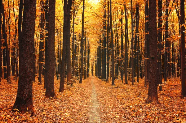 森の中の紅葉 — ストック写真