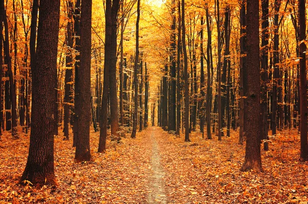 Árvores de outono na floresta — Fotografia de Stock