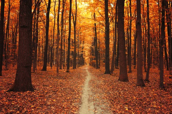 森林里的秋天树 — 图库照片