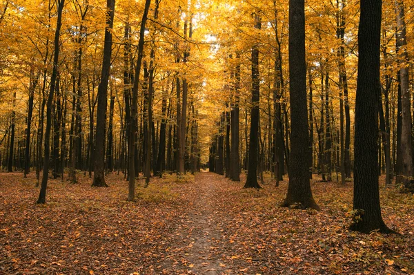 Árboles de otoño en el bosque — Foto de Stock